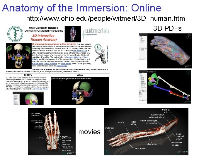 Anatomy of the Immersion: Online http: //www. ohio. edu/people/witmerl/3 D_human. htm 3 D PDFs