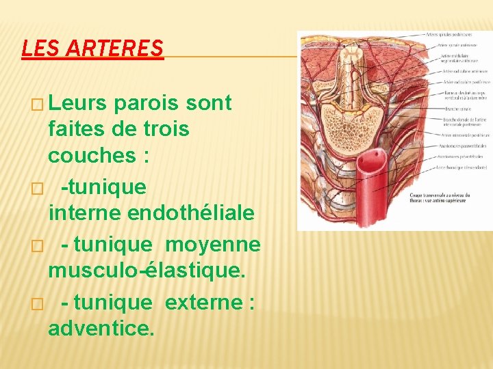 LES ARTERES � Leurs parois sont faites de trois couches : � -tunique interne