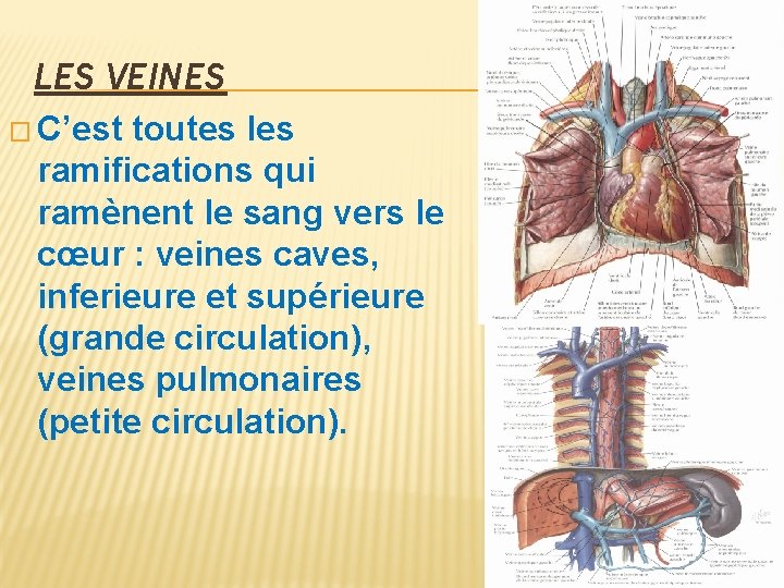 LES VEINES � C’est toutes les ramifications qui ramènent le sang vers le cœur