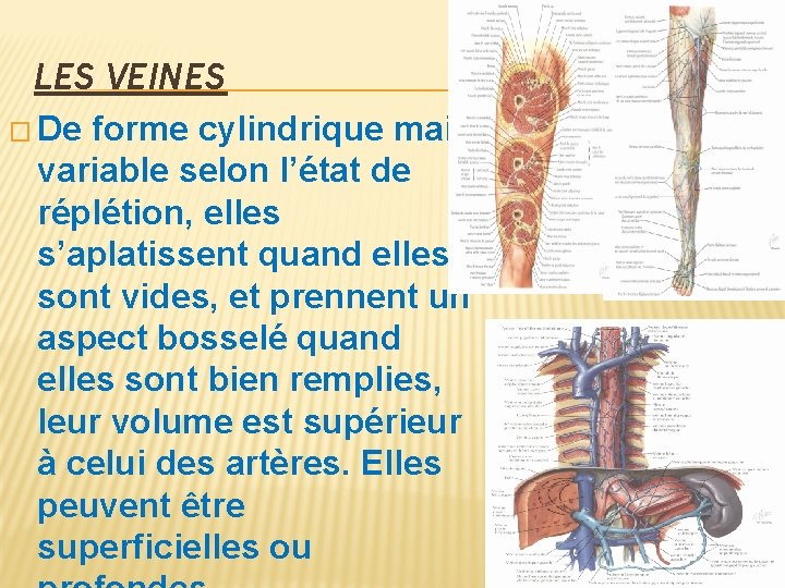 LES VEINES � De forme cylindrique mais variable selon l’état de réplétion, elles s’aplatissent