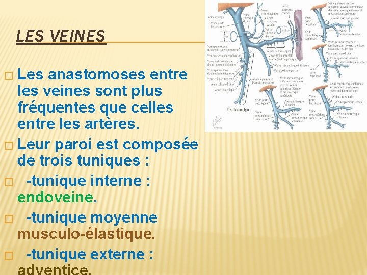 LES VEINES � Les anastomoses entre les veines sont plus fréquentes que celles entre
