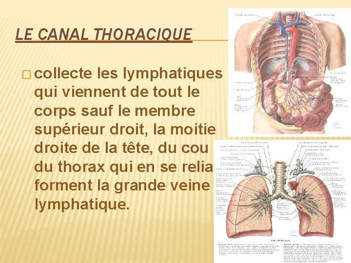 LE CANAL THORACIQUE � collecte les lymphatiques qui viennent de tout le corps sauf