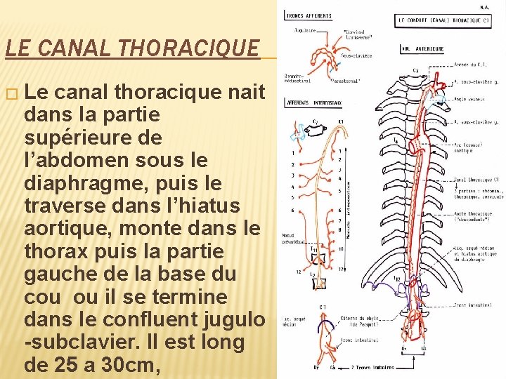 LE CANAL THORACIQUE � Le canal thoracique nait dans la partie supérieure de l’abdomen