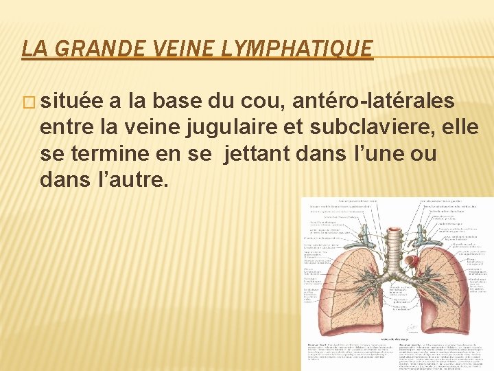 LA GRANDE VEINE LYMPHATIQUE � située a la base du cou, antéro-latérales entre la