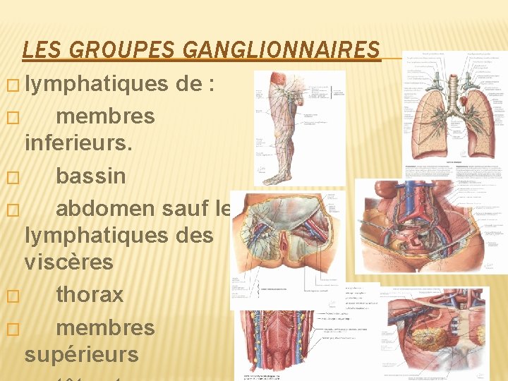 LES GROUPES GANGLIONNAIRES � lymphatiques de : � membres inferieurs. � bassin � abdomen