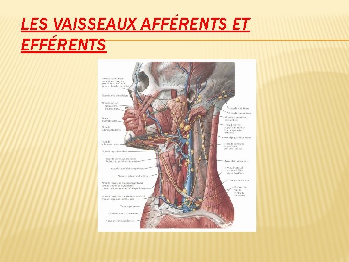 LES VAISSEAUX AFFÉRENTS ET EFFÉRENTS 