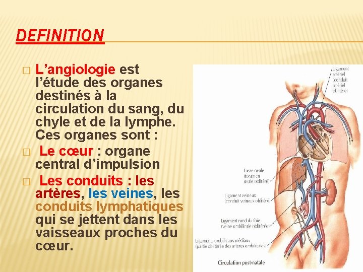 DEFINITION L’angiologie est l’étude des organes destinés à la circulation du sang, du chyle