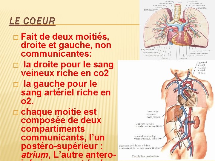 LE COEUR � Fait de deux moitiés, droite et gauche, non communicantes: � la