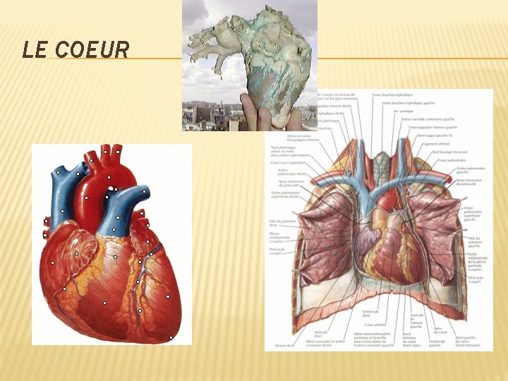 LE COEUR 