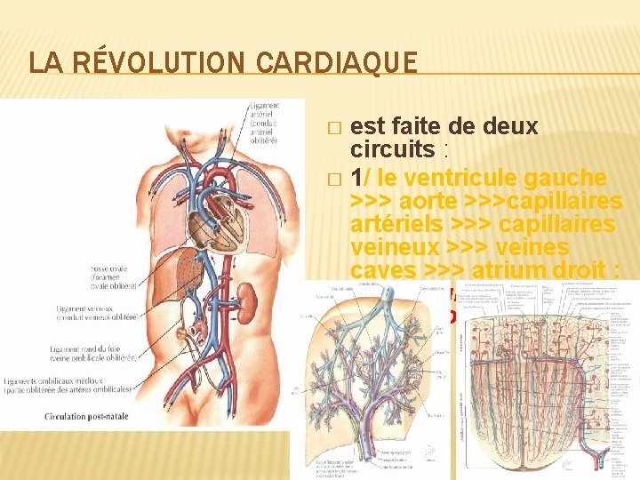 LA RÉVOLUTION CARDIAQUE est faite de deux circuits : � 1/ le ventricule gauche