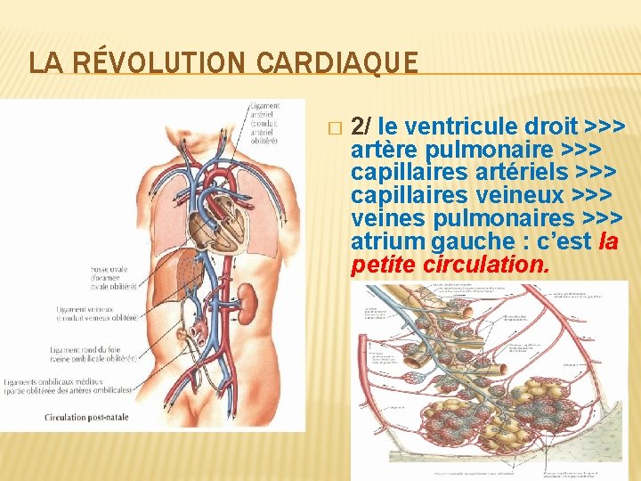 LA RÉVOLUTION CARDIAQUE � 2/ le ventricule droit >>> artère pulmonaire >>> capillaires artériels