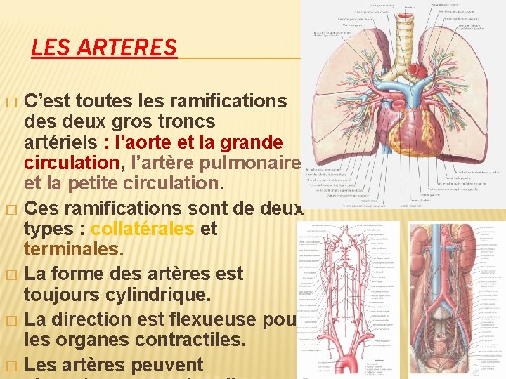 LES ARTERES C’est toutes les ramifications deux gros troncs artériels : l’aorte et la
