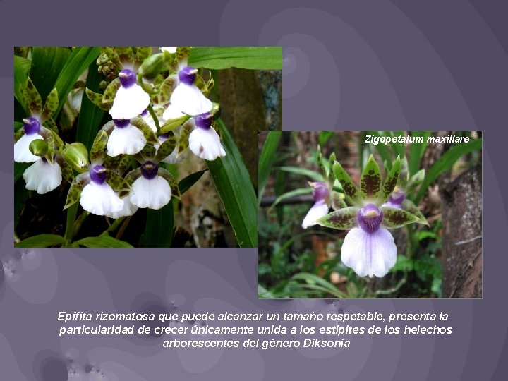 Zigopetalum maxillare Epífita rizomatosa que puede alcanzar un tamaño respetable, presenta la particularidad de