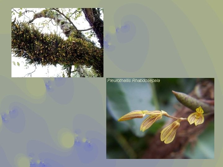 Pleurothallis Rhabdosepala 