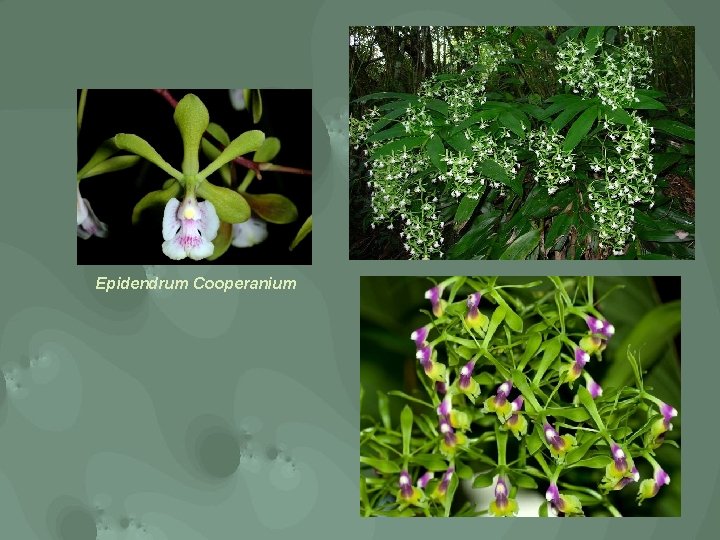 Epidendrum Cooperanium 