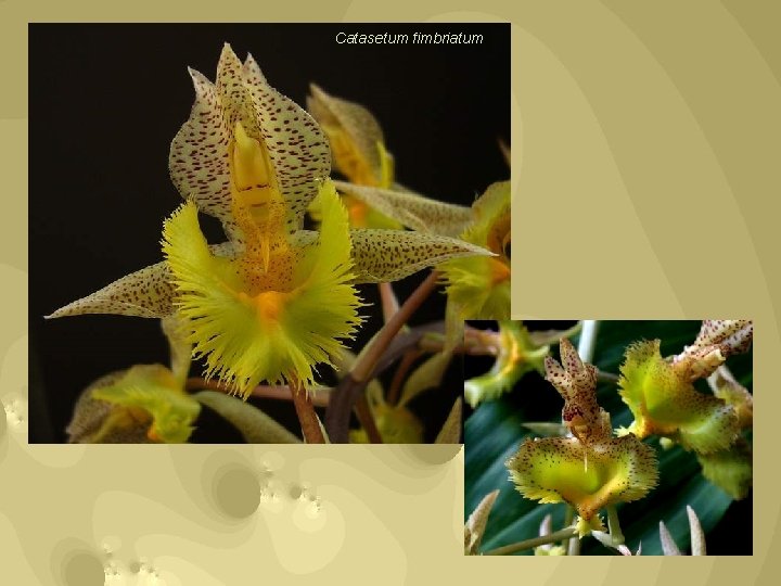 Catasetum fimbriatum 