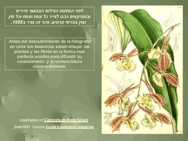  לפני המצאת הצילום הצבעוני ציירים ובוטניקאים נהגו לצייר כל צמח וכל מין .