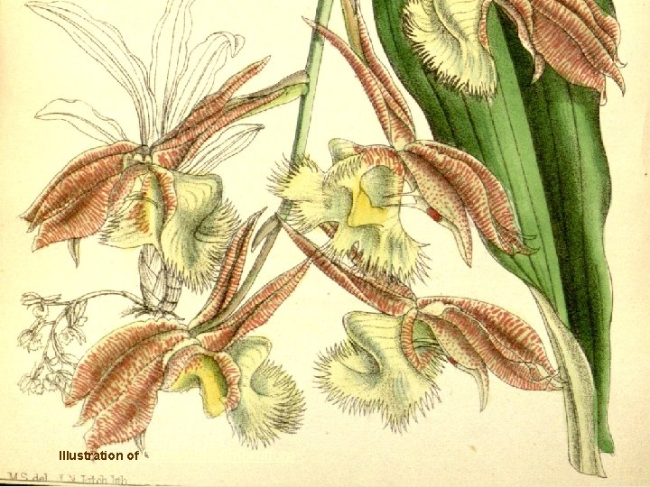 Illustration of Catasetum fimbriatum 