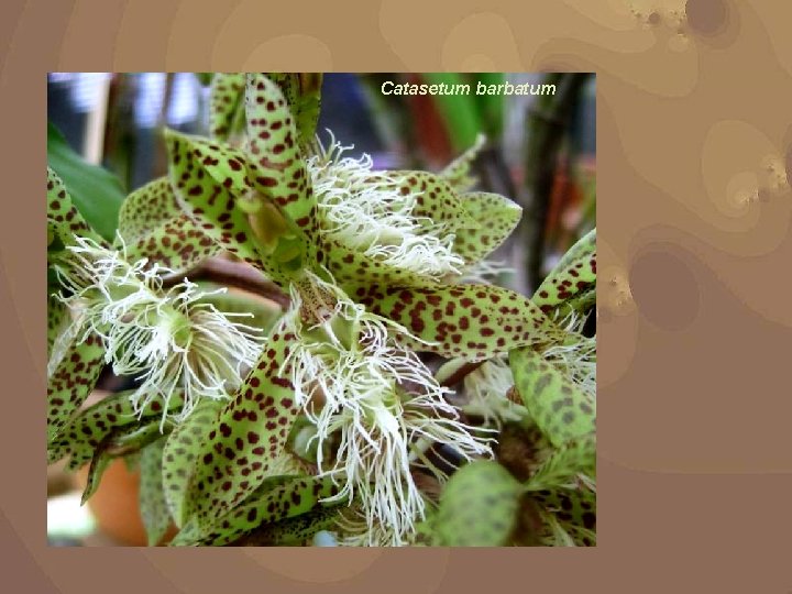 Catasetum barbatum 