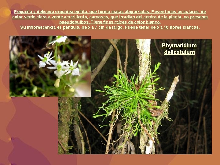 Pequeña y delicada orquídea epífita, que forma matas abigarradas. Posee hojas aciculares, de color
