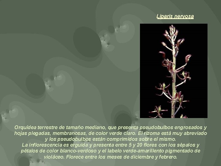Liparis nervosa Orquídea terrestre de tamaño mediano, que presenta pseudobulbos engrosados y hojas plegadas,
