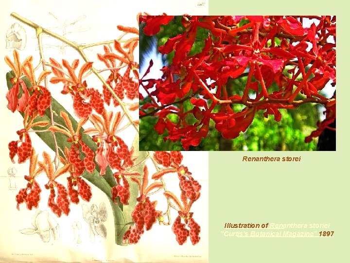 Renanthera storei Illustration of Renanthera storiei "Curtis's Botanical Magazine" 1897 