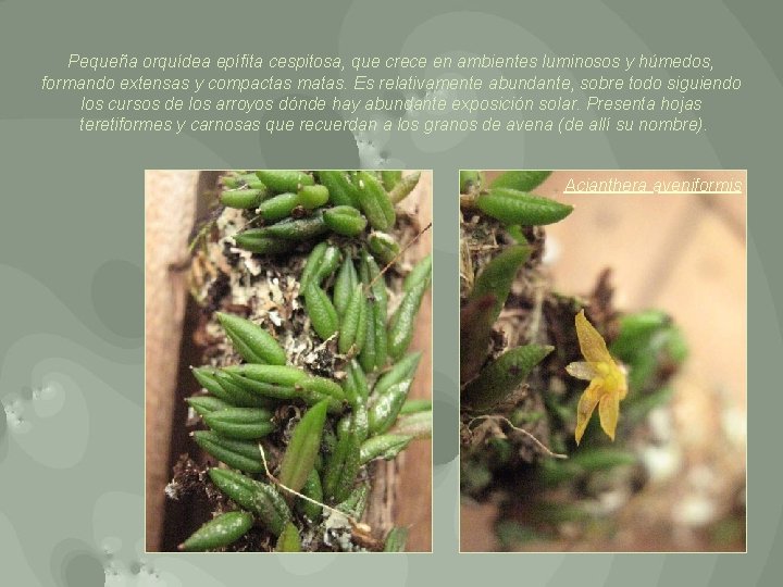 Pequeña orquídea epífita cespitosa, que crece en ambientes luminosos y húmedos, formando extensas y
