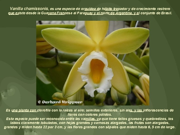 Vanilla chamissonis, es una especie de orquídea de hábito trepador y de crecimiento rastrero