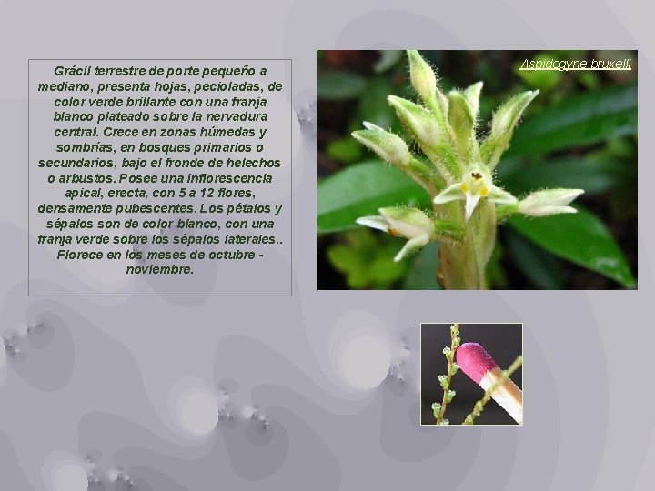 Grácil terrestre de porte pequeño a mediano, presenta hojas, pecioladas, de color verde brillante