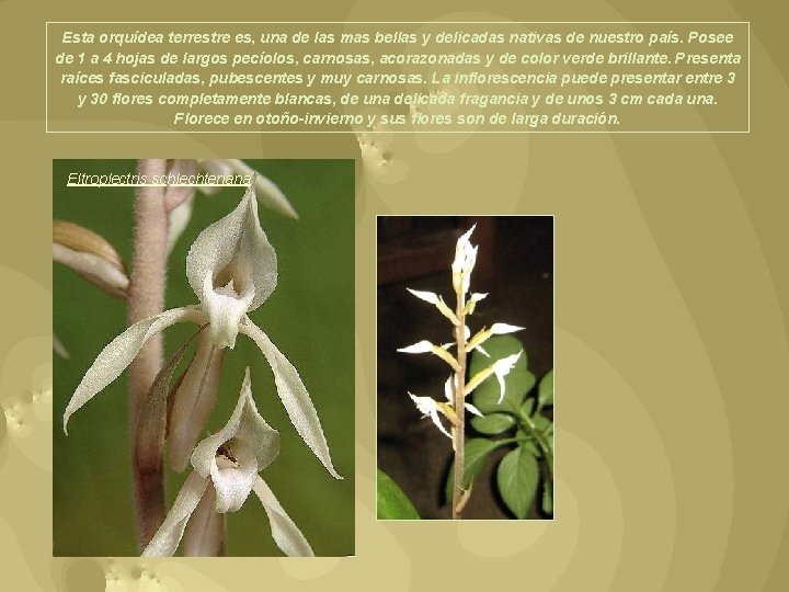 Esta orquídea terrestre es, una de las mas bellas y delicadas nativas de nuestro