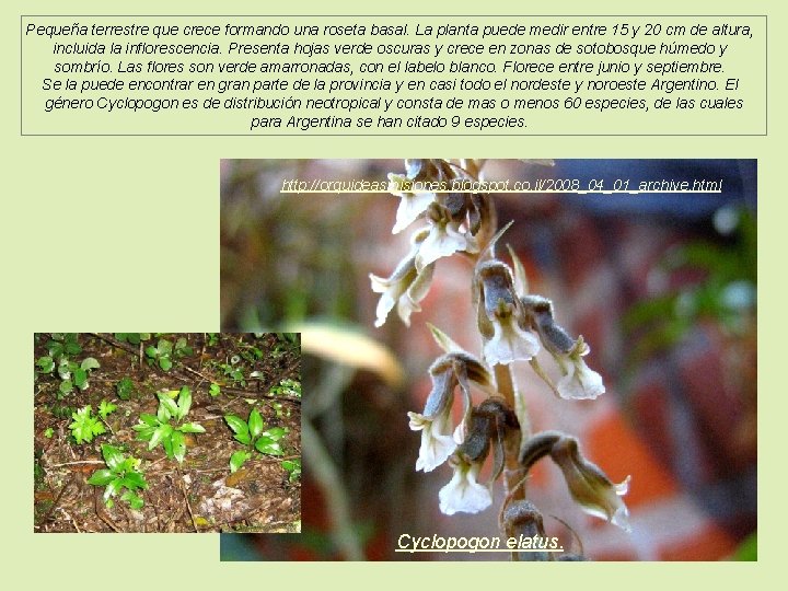Pequeña terrestre que crece formando una roseta basal. La planta puede medir entre 15
