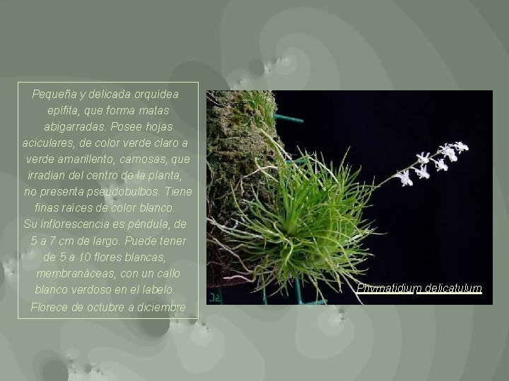 Pequeña y delicada orquídea epífita, que forma matas abigarradas. Posee hojas aciculares, de color