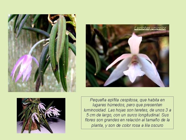 Leptotes unicolor Pequeña epífita cespitosa, que habita en lugares húmedos, pero que presenten luminosidad.