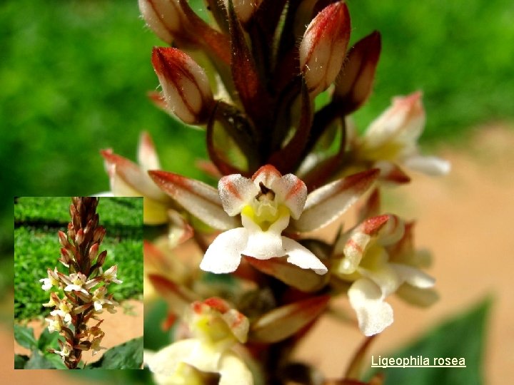 Ligeophila rosea 