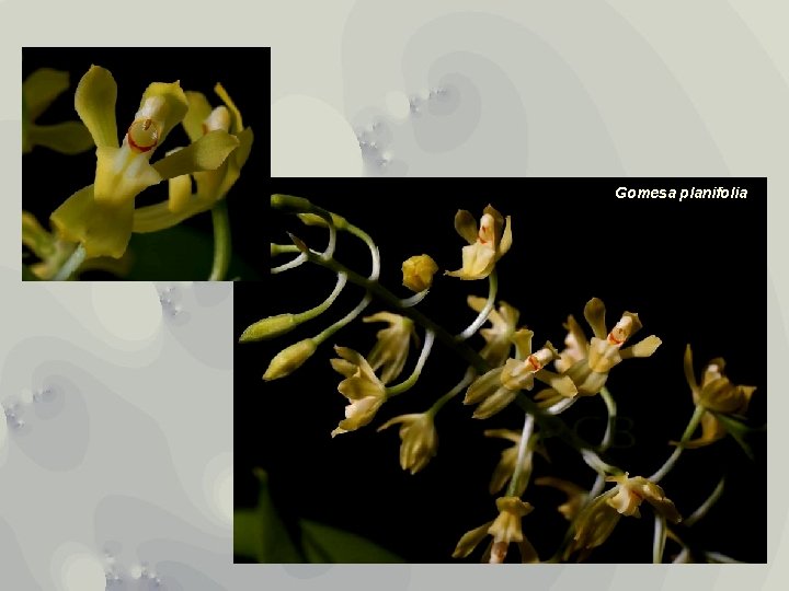 Gomesa planifolia 