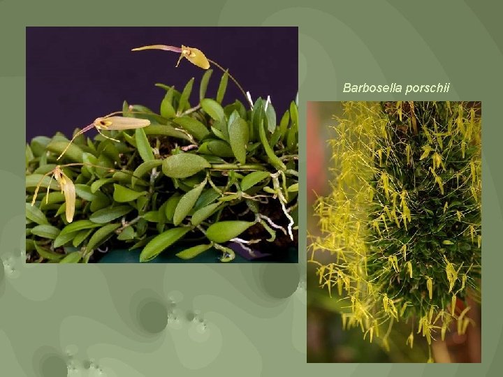 Barbosella porschii 