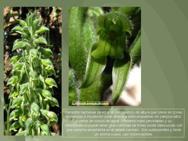 Pelexia bonariensis Terrestre herbácea de 45 a 90 centímetros de altura que crece en