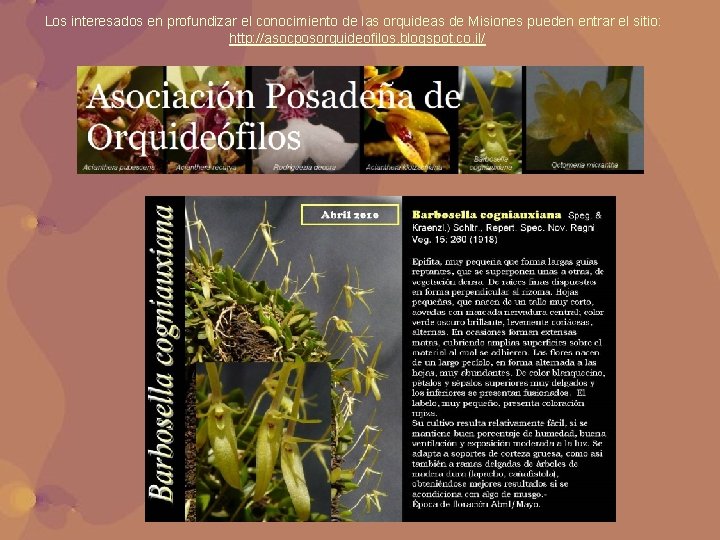 Los interesados en profundizar el conocimiento de las orquideas de Misiones pueden entrar el