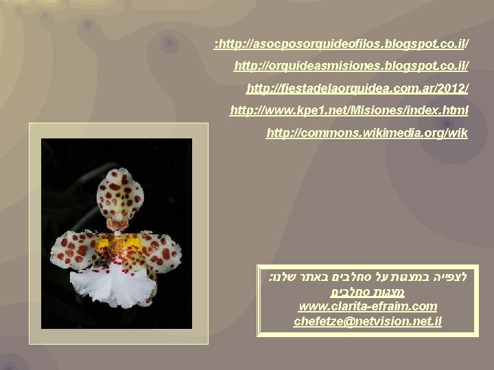 : http: //asocposorquideofilos. blogspot. co. il/ http: //orquideasmisiones. blogspot. co. il/ http: //fiestadelaorquidea. com.