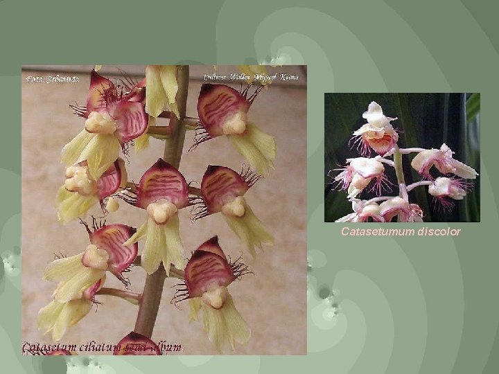 Catasetumum discolor 