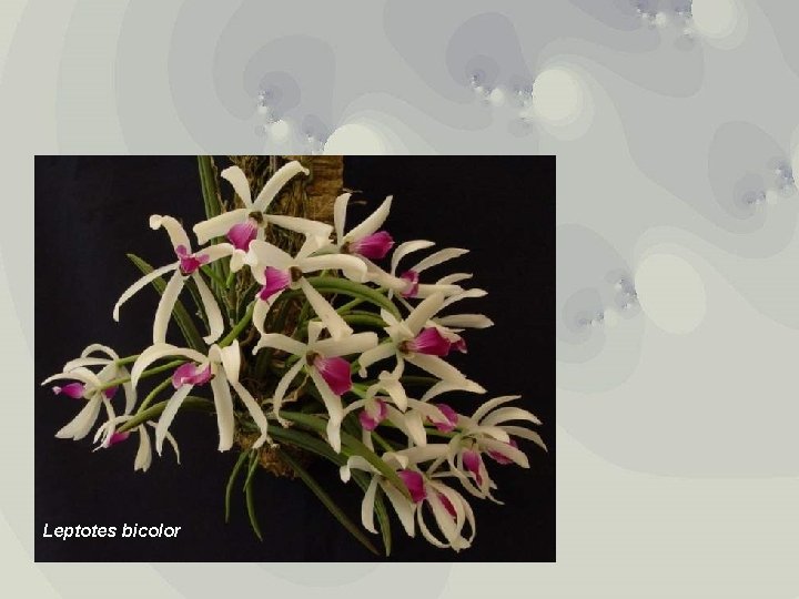 Leptotes bicolor 