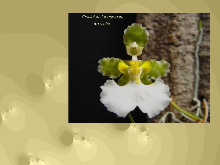 Oncinium jonesianum An albino 