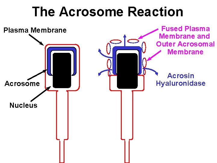 The Acrosome Reaction Plasma Membrane Acrosome Nucleus Fused Plasma Membrane and Outer Acrosomal Membrane The Acrosome Reaction Plasma Membrane Acrosome Nucleus Fused Plasma Membrane and Outer Acrosomal Membrane