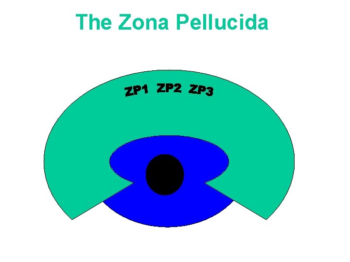 The Zona Pellucida The Zona Pellucida