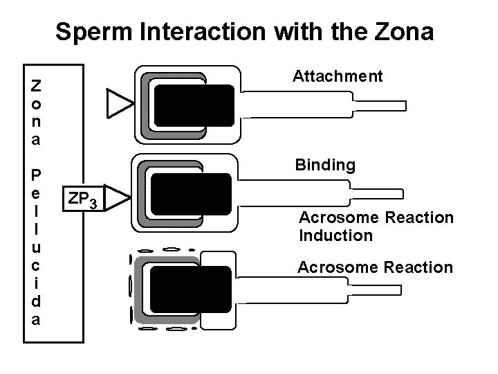 Sperm Interaction with the Zona Attachment Z o n a P e l l Sperm Interaction with the Zona Attachment Z o n a P e l l
