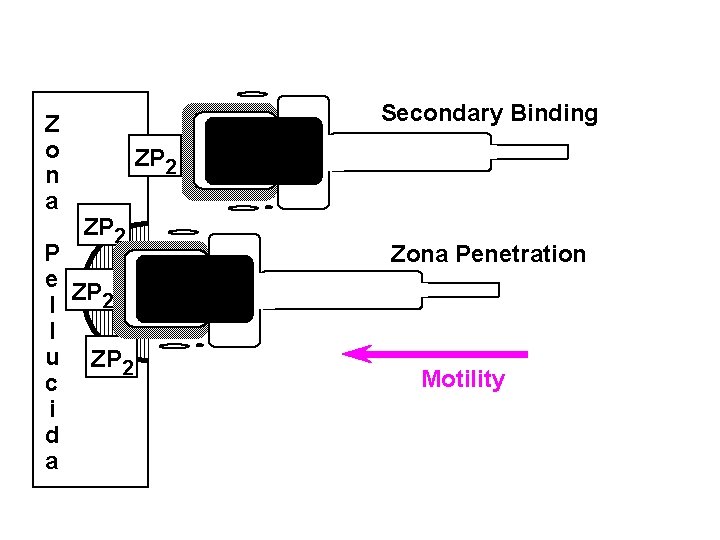 Z o n a Secondary Binding ZP 2 P e ZP 2 l l Z o n a Secondary Binding ZP 2 P e ZP 2 l l