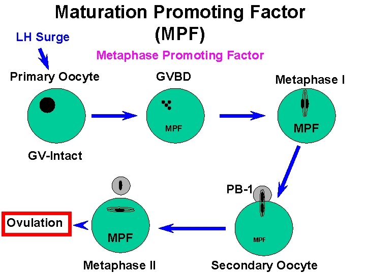 Maturation Promoting Factor (MPF) LH Surge Metaphase Promoting Factor Primary Oocyte GVBD Metaphase I Maturation Promoting Factor (MPF) LH Surge Metaphase Promoting Factor Primary Oocyte GVBD Metaphase I