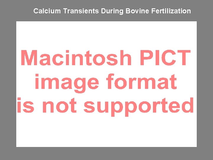 Calcium Transients During Bovine Fertilization Calcium Transients During Bovine Fertilization