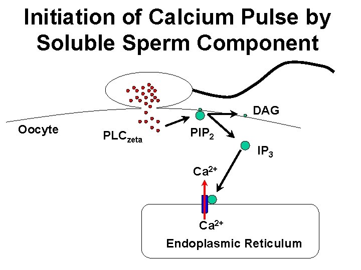 Initiation of Calcium Pulse by Soluble Sperm Component DAG Oocyte PLCzeta PIP 2 IP Initiation of Calcium Pulse by Soluble Sperm Component DAG Oocyte PLCzeta PIP 2 IP