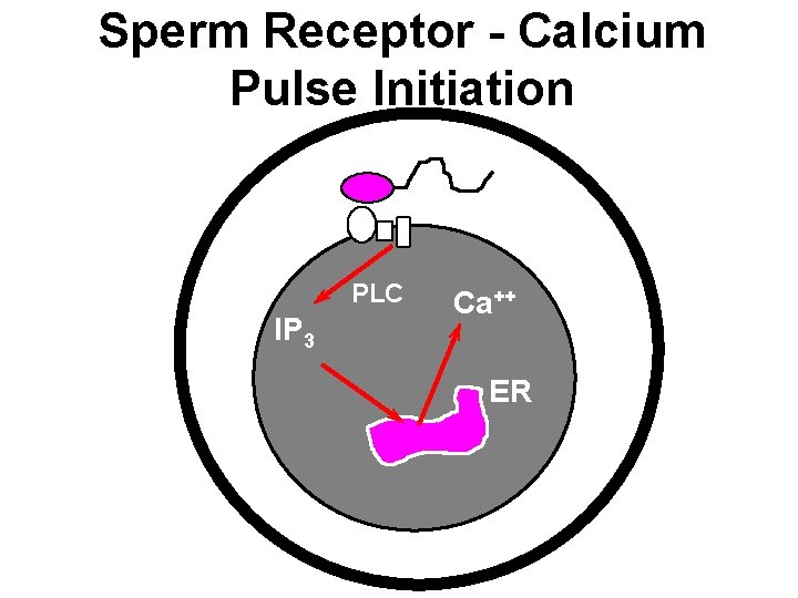 Sperm Receptor - Calcium Pulse Initiation PLC IP 3 Ca++ ER Sperm Receptor - Calcium Pulse Initiation PLC IP 3 Ca++ ER